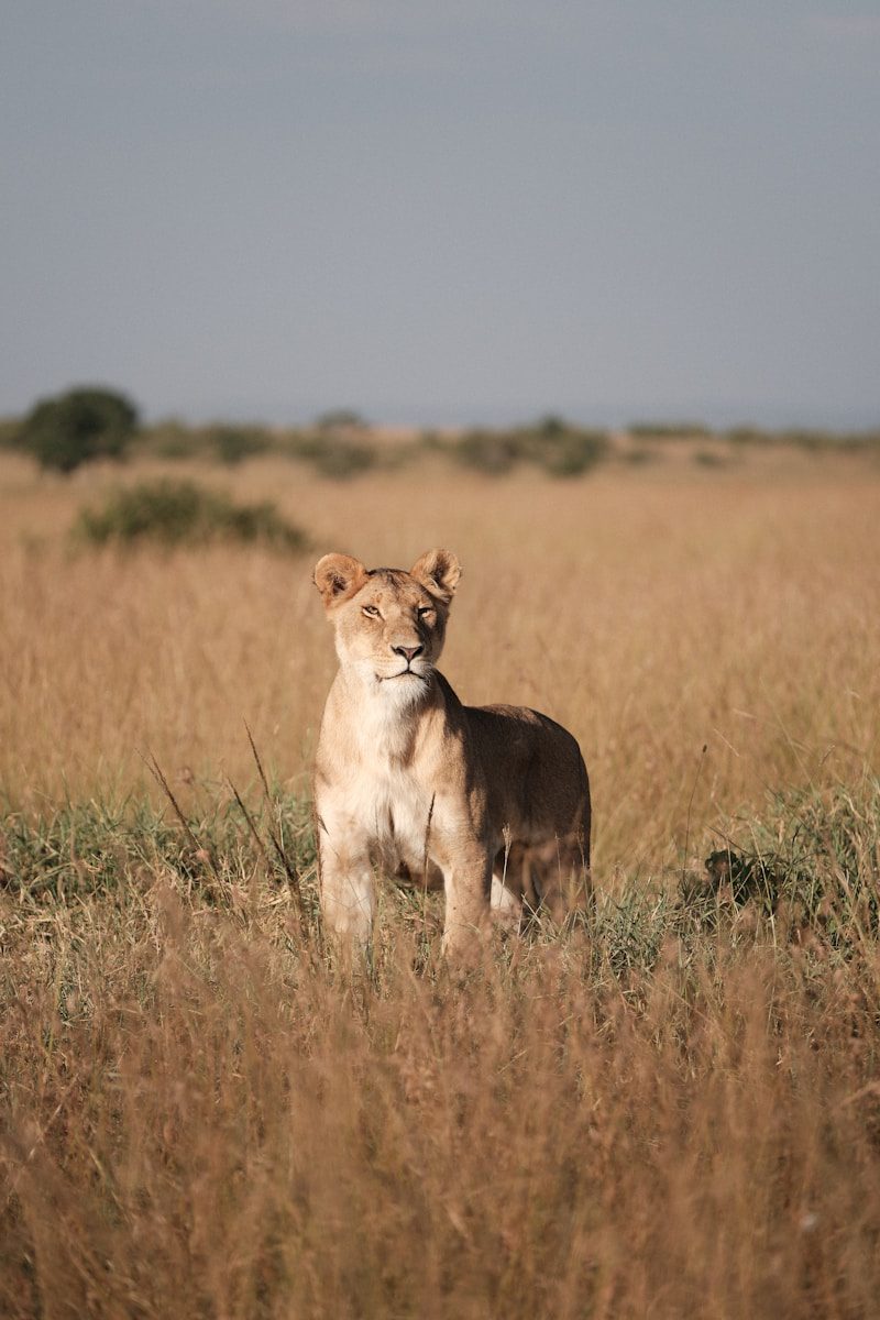 A lion standing in the middle of a field