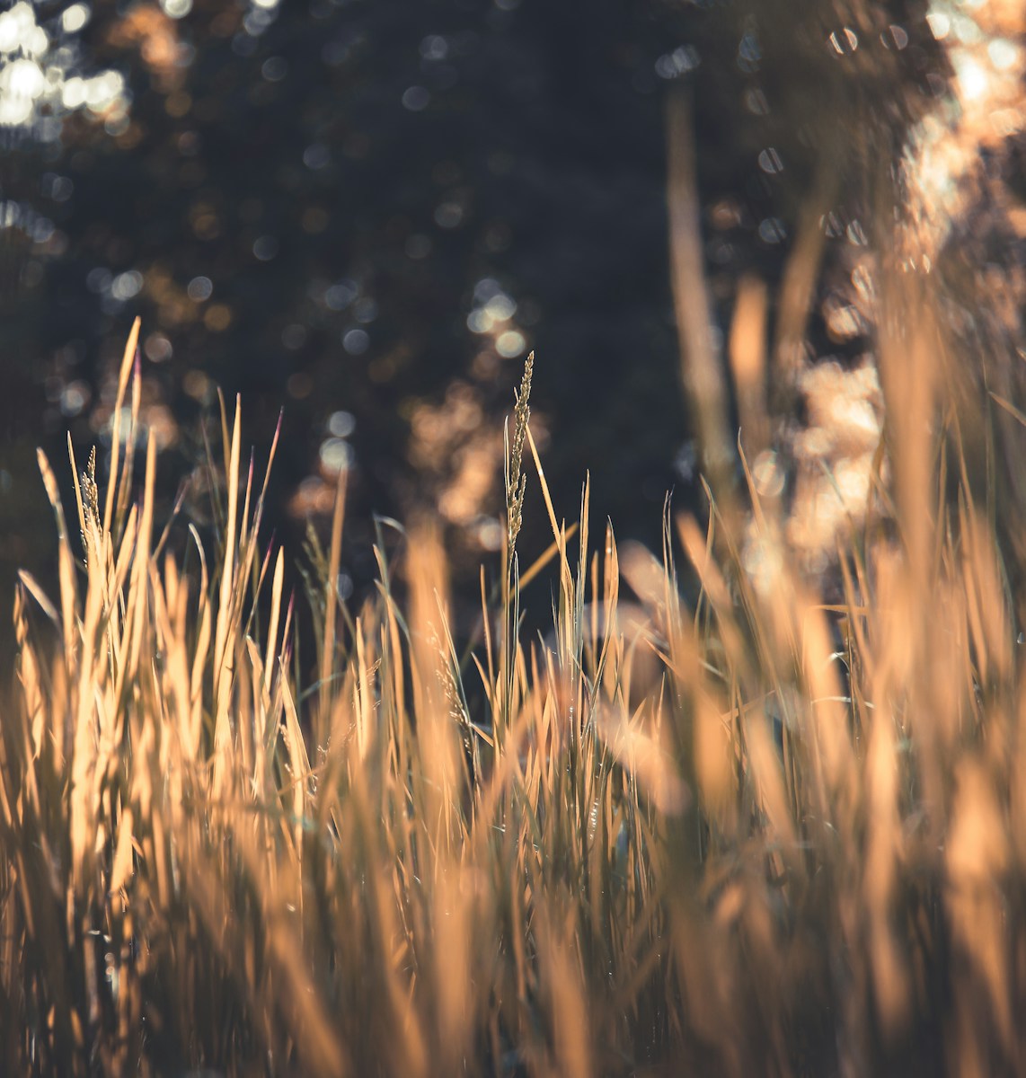 brown wheat field during daytime